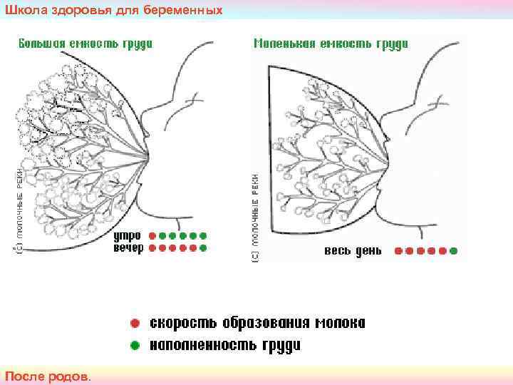 Школа здоровья для беременных После родов.  