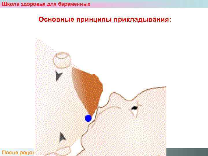 Школа здоровья для беременных    Основные принципы прикладывания: После родов. Нас двое.