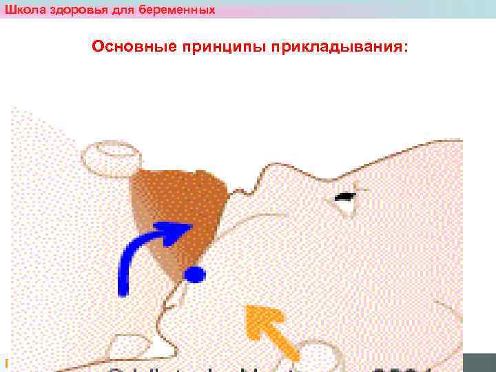 Школа здоровья для беременных    Основные принципы прикладывания: После родов. Нас двое.