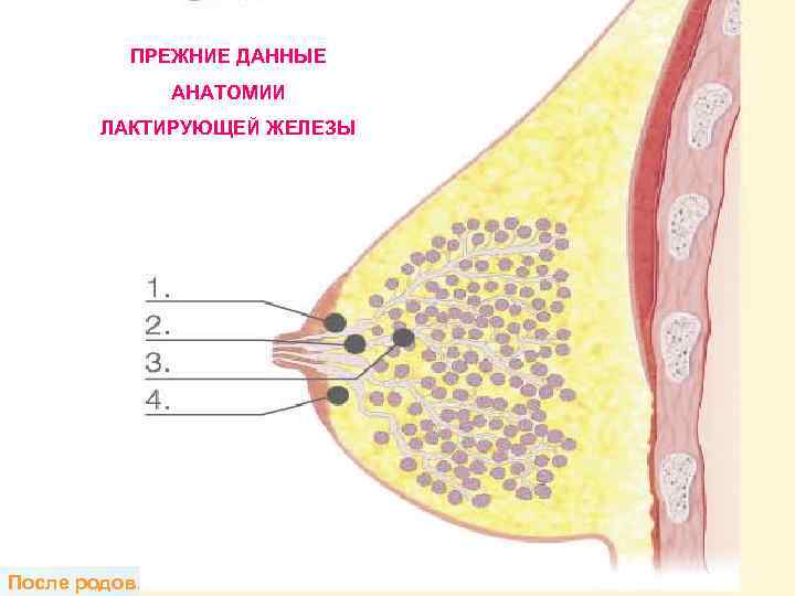   ПРЕЖНИЕ ДАННЫЕ   АНАТОМИИ   ЛАКТИРУЮЩЕЙ ЖЕЛЕЗЫ После родов. Нас