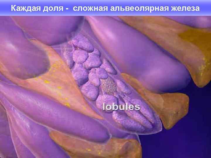 Каждая доля - сложная альвеолярная железа 