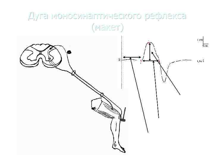 Дуга моносинаптического рефлекса    (макет)       Амплитуда