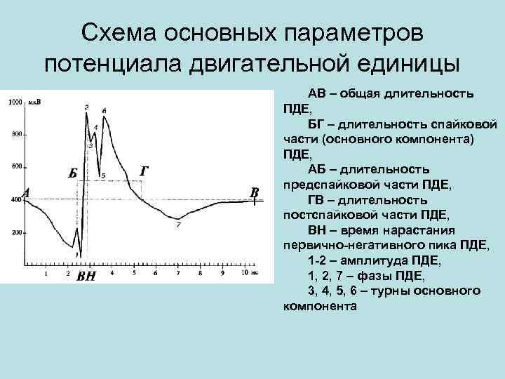 Схема основных параметров потенциала двигательной единицы АВ – Схема основных параметров потенциала двигательной единицы АВ –