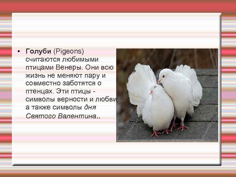  • Голуби (Pigeons)  считаются любимыми  птицами Венеры. Они всю  жизнь