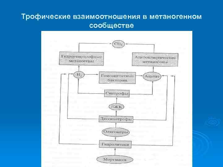 Трофические взаимоотношения в метаногенном   сообществе 