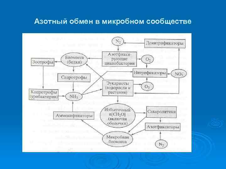 Азотный обмен в микробном сообществе 