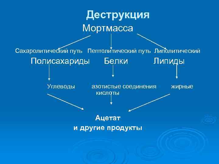      Деструкция     Мортмасса Сахаролитический путь Пептолитический