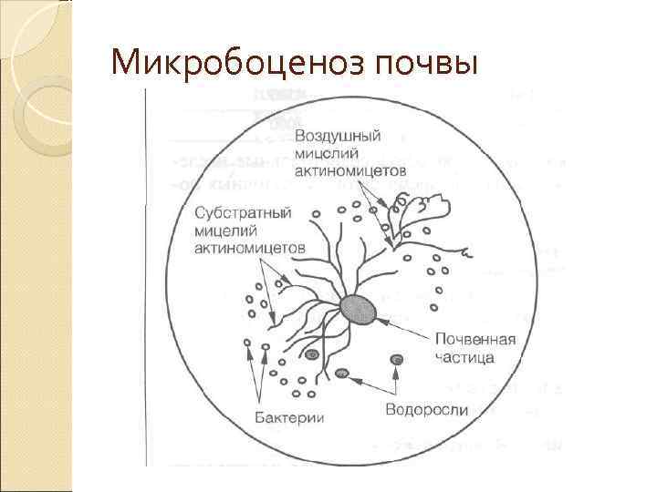 Микробоценоз почвы 