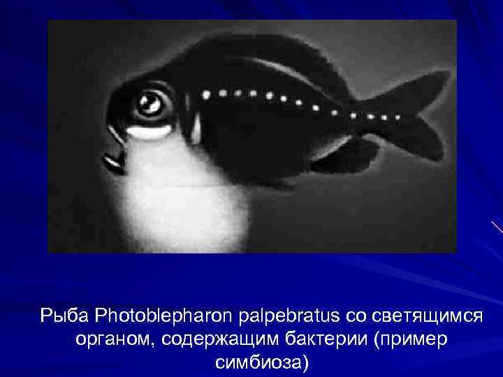 Рыба Photoblepharon palpebratus со светящимся органом, содержащим бактерии (пример    симбиоза) 