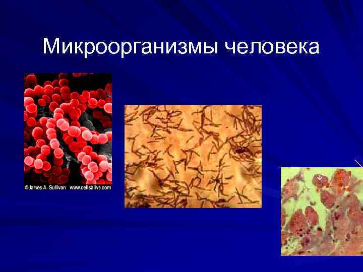 Микроорганизмы человека 