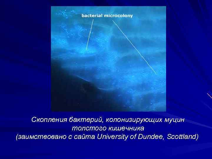   Скопления бактерий, колонизирующих муцин   толстого кишечника (заимствовано с сайта University