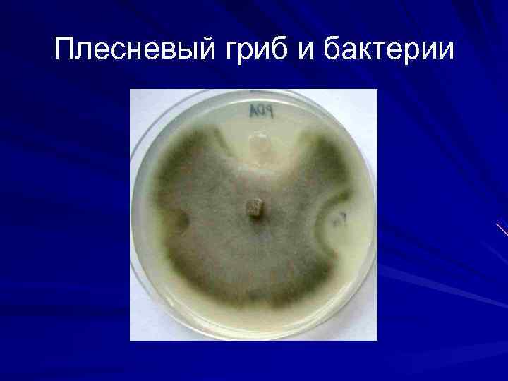 Плесневый гриб и бактерии 