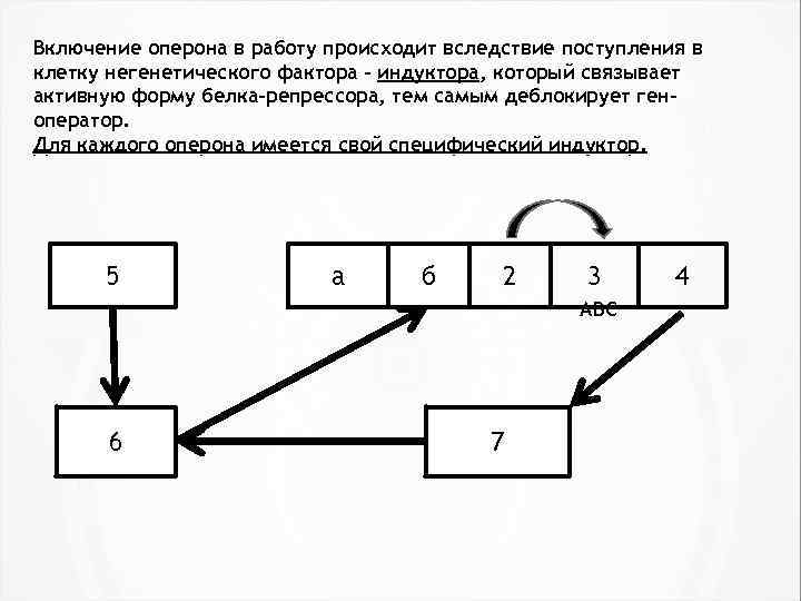 Включение оперона в работу происходит вследствие поступления в клетку негенетического фактора – индуктора, который