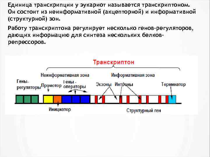 Транскрипция генома. Структура транскриптона у эукариот. Ген структура Гена. Оперон и транскриптон. Структура Гена эукариот.