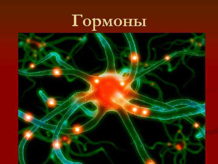 Гормоны 