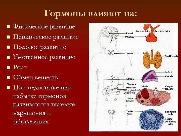    Гормоны влияют на: n  Физическое развитие n  Психическое развитие