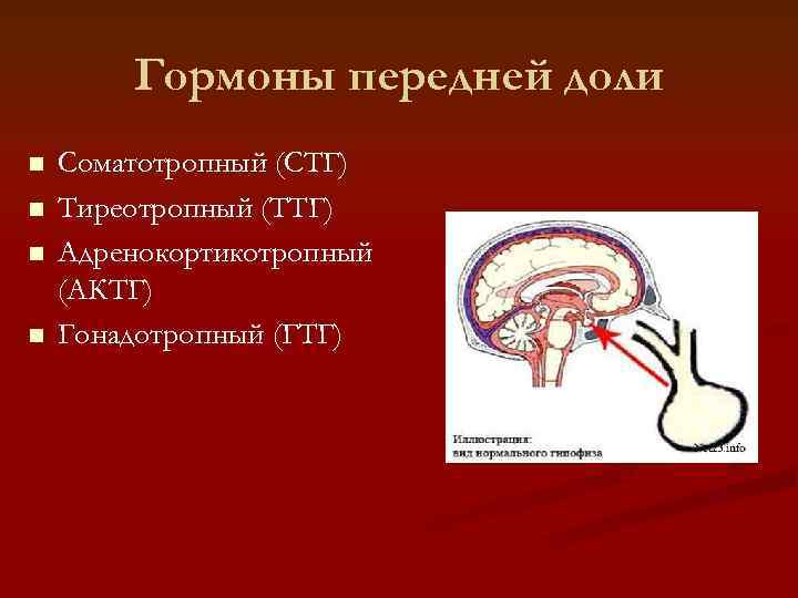   Гормоны передней доли n  Соматотропный (СТГ) n  Тиреотропный (ТТГ) n