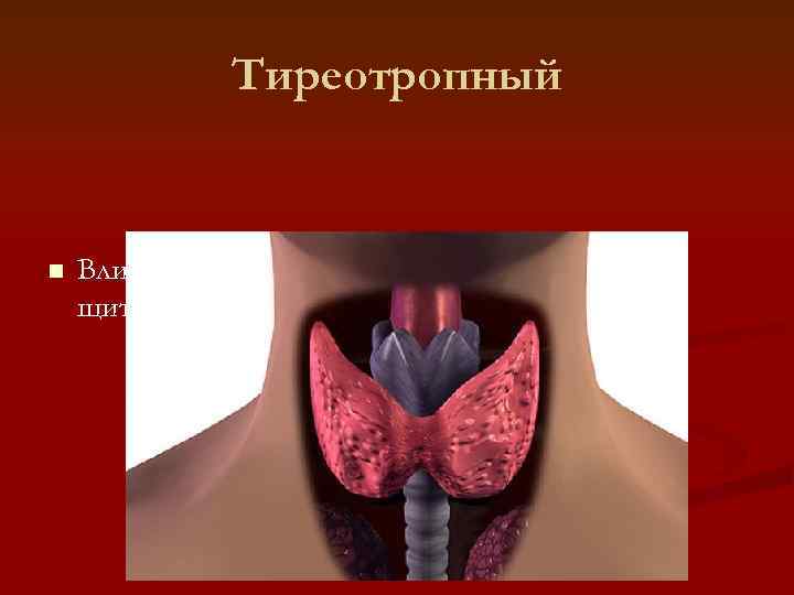    Тиреотропный  n  Влияет на гормонообразовательную функцию щитовидной железы 