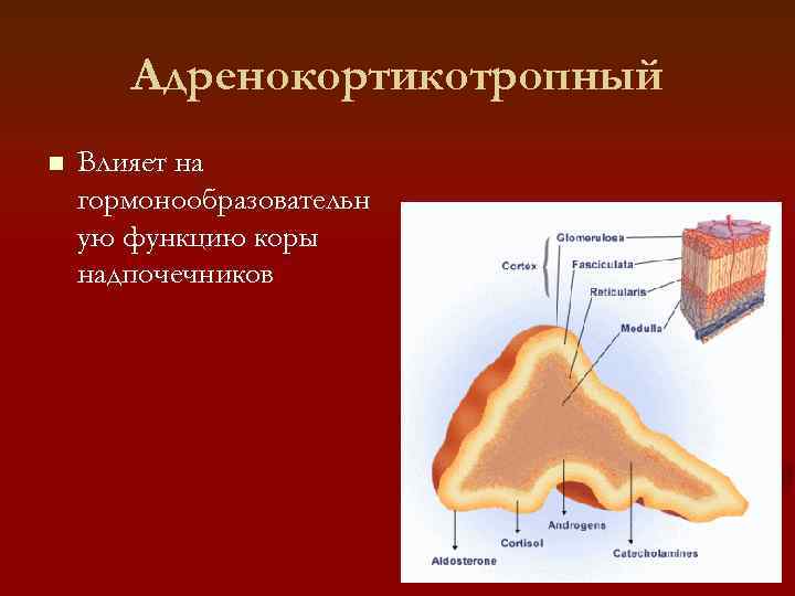   Адренокортикотропный n  Влияет на гормонообразовательн ую функцию коры надпочечников 