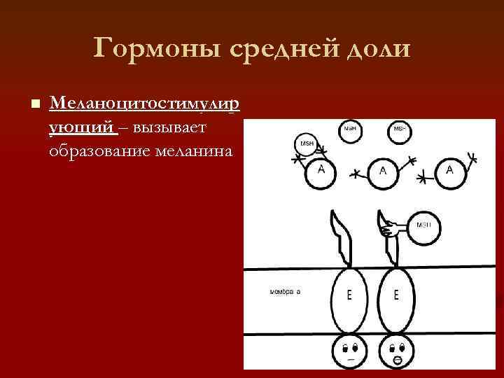   Гормоны средней доли n  Меланоцитостимулир ующий – вызывает образование меланина 