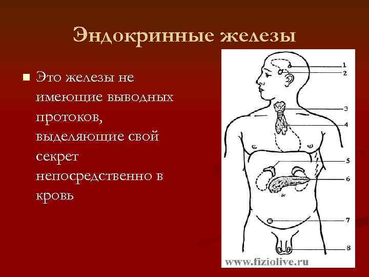   Эндокринные железы n  Это железы не имеющие выводных протоков, выделяющие свой
