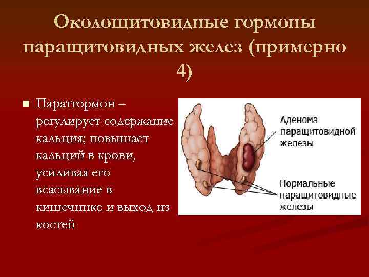   Околощитовидные гормоны паращитовидных желез (примерно   4) n  Паратгормон –