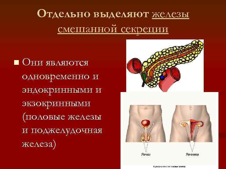   Отдельно выделяют железы  смешанной секреции n Они являются одновременно и эндокринными