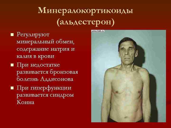   Минералокортикоиды    (альдестерон) n  Регулируют минеральный обмен, содержание натрия