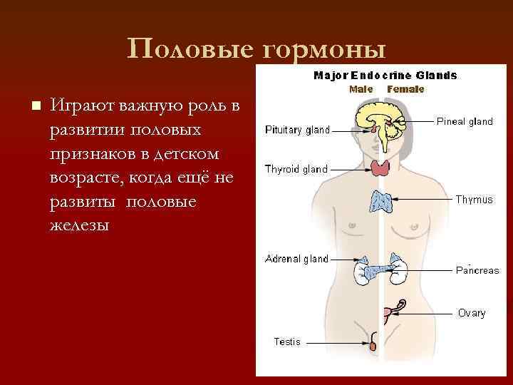   Половые гормоны n  Играют важную роль в развитии половых признаков в