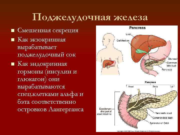   Поджелудочная железа n  Смешенная секреция n  Как экзокринная вырабатывает поджелудочный