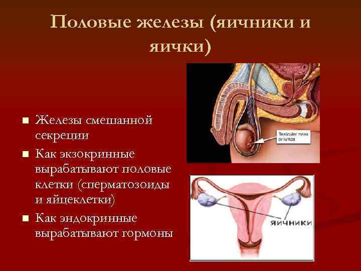  Половые железы (яичники и    яички)  n  Железы смешанной