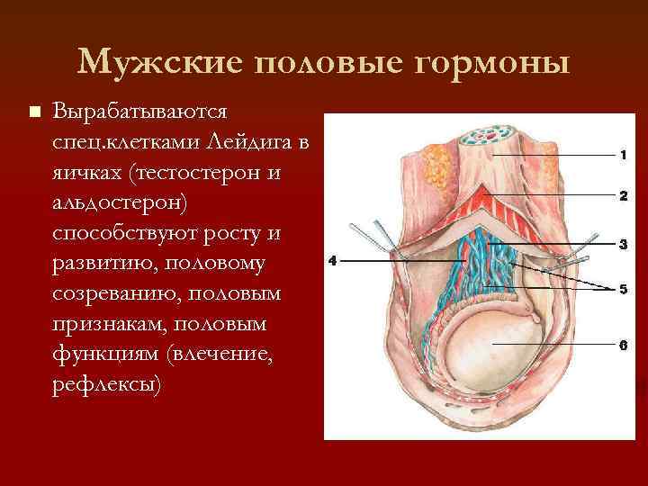  Мужские половые гормоны n  Вырабатываются спец. клетками Лейдига в яичках (тестостерон и