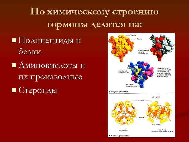   По химическому строению  гормоны делятся на: n Полипептиды и  белки