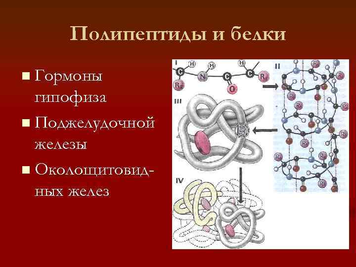  Полипептиды и белки n Гормоны  гипофиза n Поджелудочной  железы n Околощитовид-