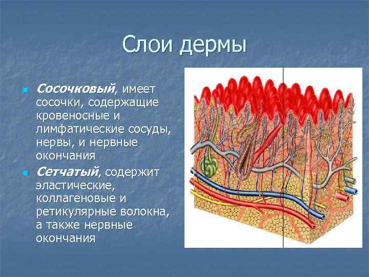    Слои дермы n  Сосочковый, имеет сосочки, содержащие кровеносные и лимфатические