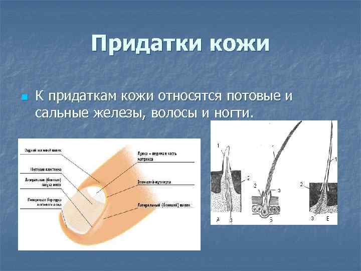   Придатки кожи n  К придаткам кожи относятся потовые и сальные железы,