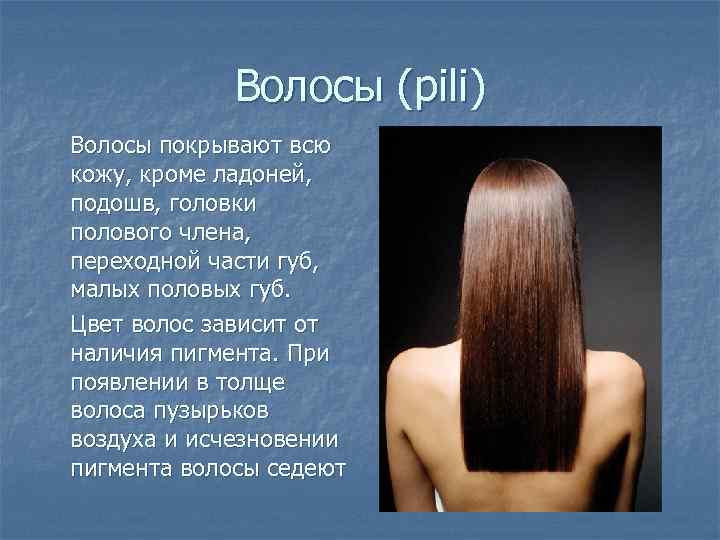    Волосы (pili) Волосы покрывают всю кожу, кроме ладоней, подошв, головки полового