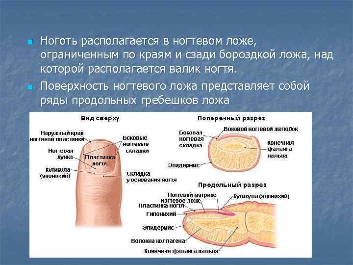 n  Ноготь располагается в ногтевом ложе, ограниченным по краям и сзади бороздкой ложа,