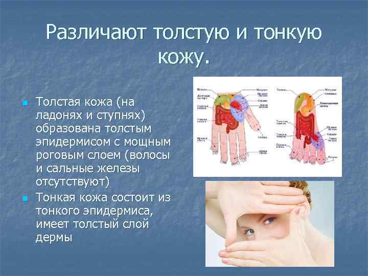 Различают толстую и тонкую    кожу.  n  Толстая кожа