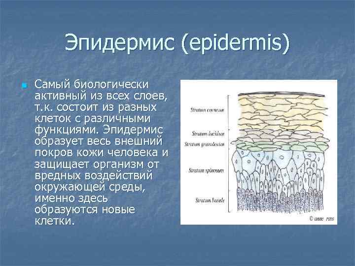    Эпидермис (epidermis) n  Самый биологически активный из всех слоев, т.