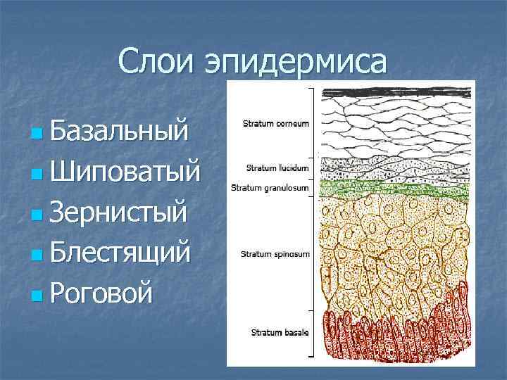  Слои эпидермиса n Базальный n Шиповатый n Зернистый n Блестящий n Роговой 
