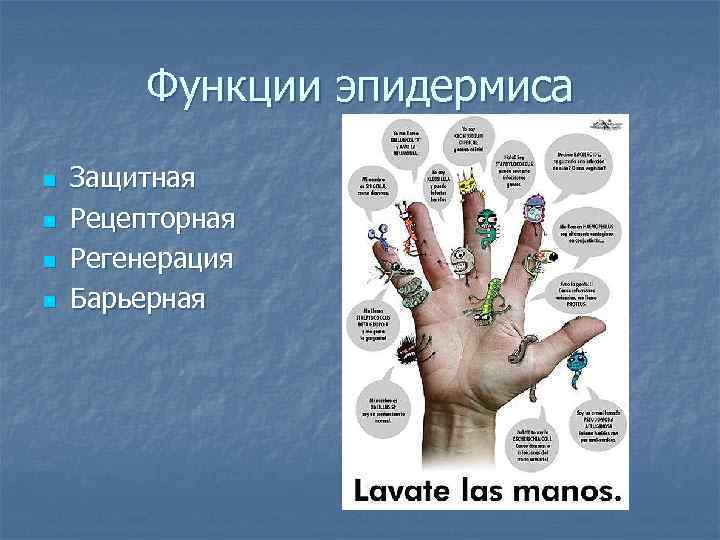   Функции эпидермиса n  Защитная n  Рецепторная n  Регенерация n