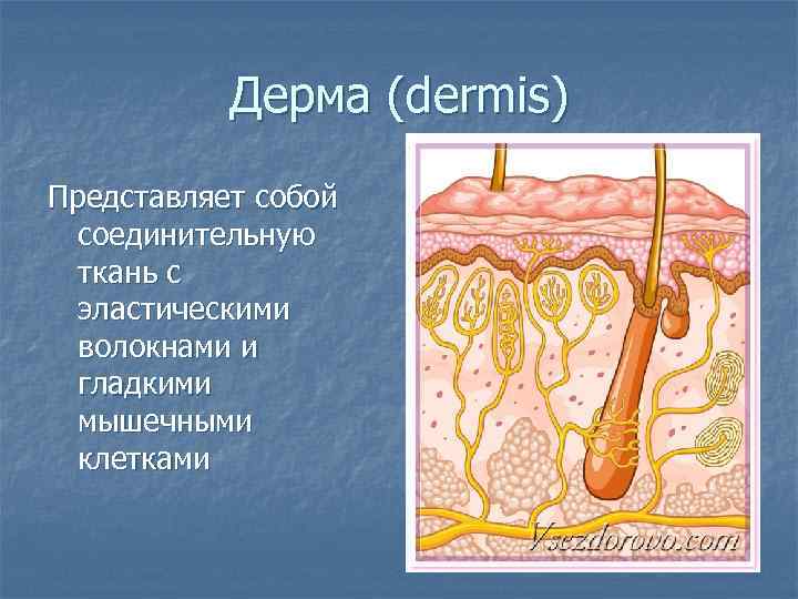   Дерма (dermis) Представляет собой  соединительную  ткань с  эластическими 