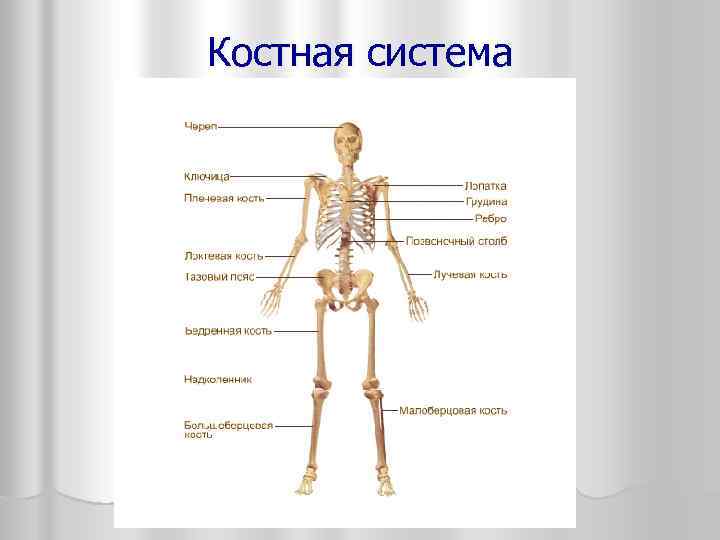 Костная система 