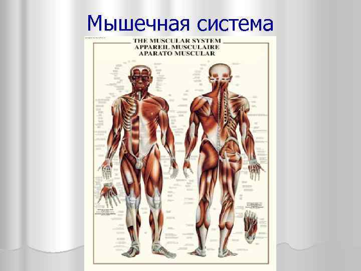 Мышечная система 