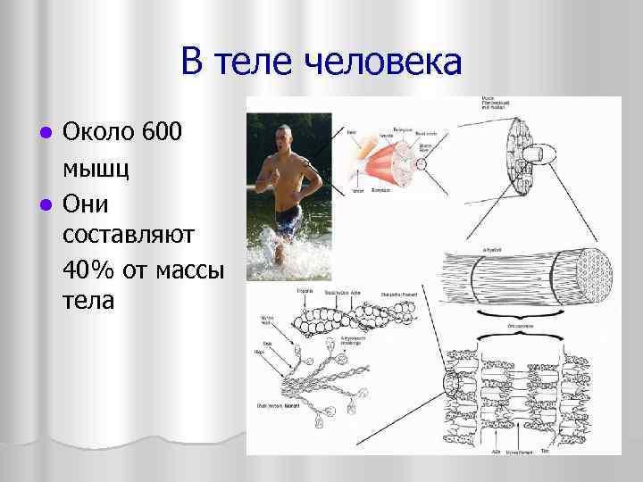    В теле человека l Около 600  мышц l Они 