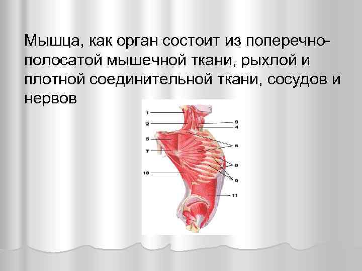 Мышца, как орган состоит из поперечно- полосатой мышечной ткани, рыхлой и плотной соединительной ткани,