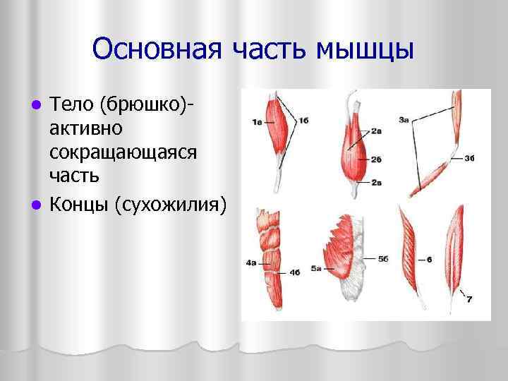  Основная часть мышцы l Тело (брюшко)-  активно  сокращающаяся  часть l