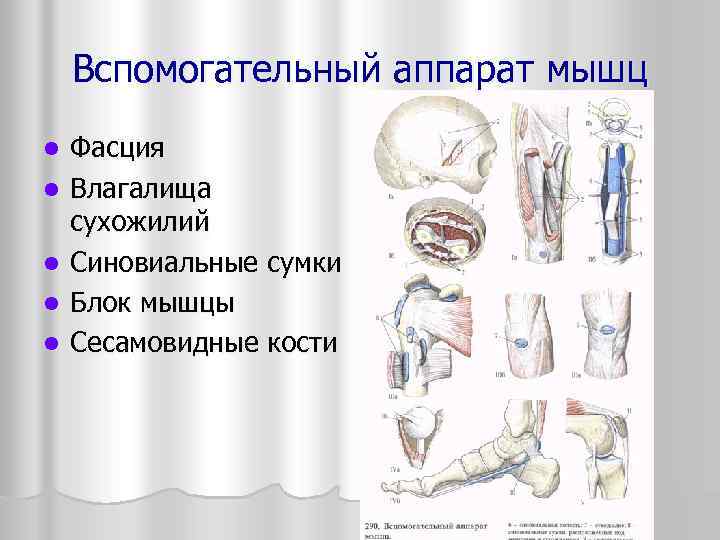   Вспомогательный аппарат мышц l  Фасция l  Влагалища сухожилий l 