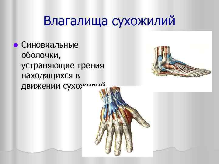   Влагалища сухожилий l  Синовиальные оболочки, устраняющие трения находящихся в движении сухожилий